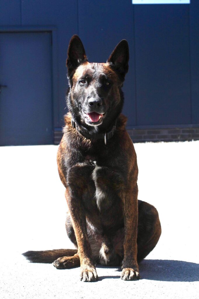 Aufrecht sitzender dunkel gestromter Hund mit spitzen Ohren und heller Brustzeichnung vor blauer Wand.